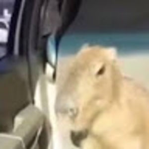 Meet your Posher, Ava